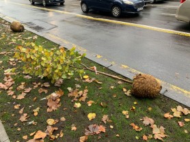 În centrul Chișinăului vor fi plantați 235 de arbori